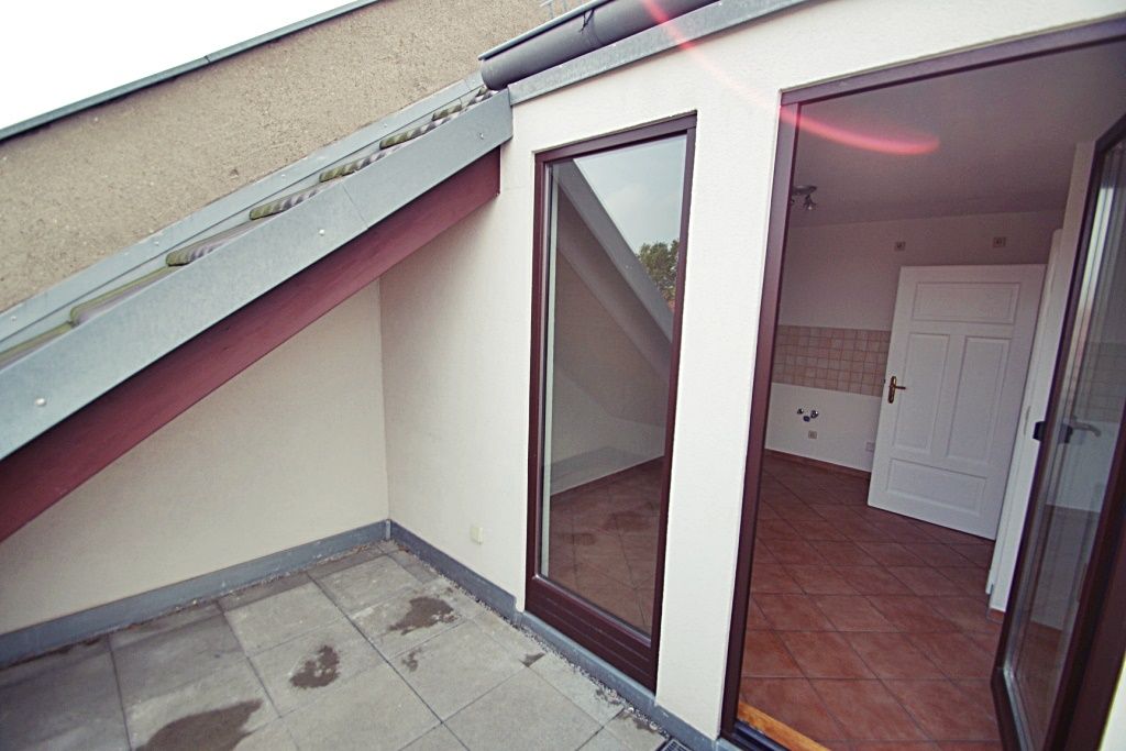 Dachloggia Dachloggia