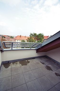 Dachloggia Dachloggia